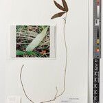 Vigna pygmaea Alia