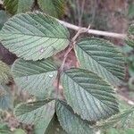 Rubus apetalus Folha