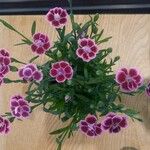 Dianthus chinensisFloare