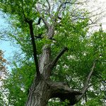 Ulmus davidiana Habit