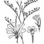 Limonium duriusculum Inny