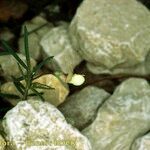 Lathyrus saxatilis Natur
