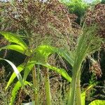 Panicum miliaceum Hábito