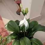 Eucharis amazonica Квітка