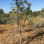 Vachellia exuvialis Tervik taim