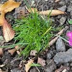 Armeria alpina Leaf