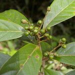 Ocotea leucoxylon Leaf