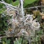 Antennaria dioica Fruit