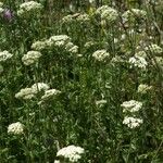 Achillea odorata Hábitos