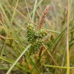 Carex extensa ফুল