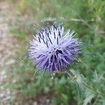 Carthamus caeruleus 花