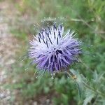 Carthamus caeruleus Flower