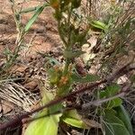 Kalanchoe lanceolata Květ