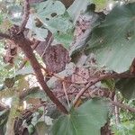 Pterospermum acerifolium Hoja