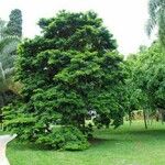 Caesalpinia echinata عادت داشتن