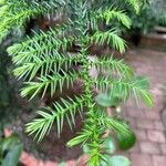 Araucaria cunninghamii Folha