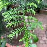 Araucaria cunninghamii Blatt