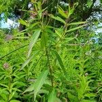 Asclepias incarnata Habit