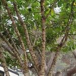 Acropogon macrocarpus 樹皮