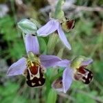 Ophrys apifera Λουλούδι