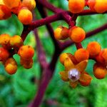 Leea guineensis फूल