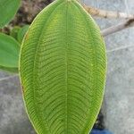 Tibouchina heteromalla 葉