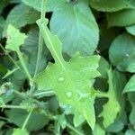 Lactuca muralis Leaf