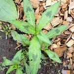 Polygonum lapathifoliumLeaf