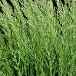 Poa trivialis Hábito
