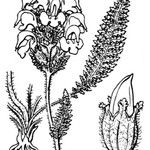 Pedicularis mixta Other