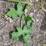 Heracleum sphondyliumFeuille