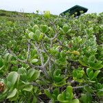 Borrichia arborescens عادت داشتن