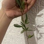 Salix nigra Цветок