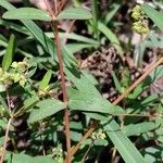 Euphorbia hyssopifolia Folio