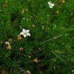 Sagina glabra Flower