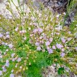 Chromolaena hirsuta Blomst