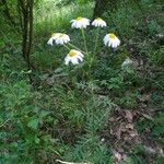 Anthemis cotulaFlower