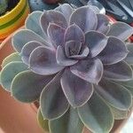 Echeveria elegansЛист