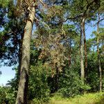 Pinus sylvestris ശീലം