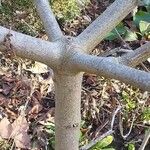 Cornus nuttallii Corteza