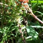 Castilleja applegatei Leaf