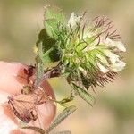 Trifolium lappaceum Flower