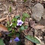 Viola rostrata Flower