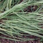 Gladiolus papilio Leaf