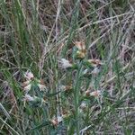 Echium flavum 葉