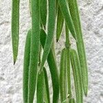 Hoya linearis Blad