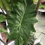 Alocasia odora Liść