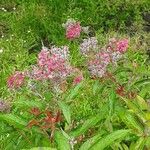 Spiraea tomentosa Virág