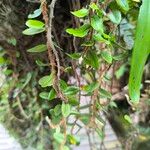 Microgramma vacciniifolia 葉