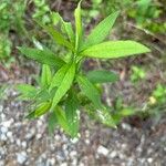 Solidago altissima Blatt